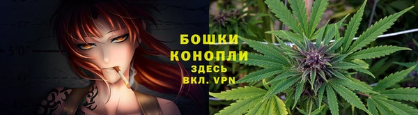 прущие грибы Коряжма